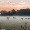 koeien in de mist