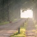 Ree bok op de zandweg